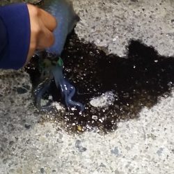 爆弾低気圧　の　前兆・・・。