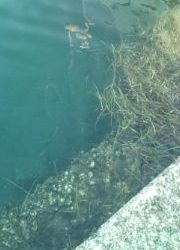 アオリ＆メバル