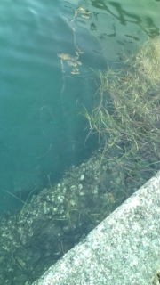 アオリ＆メバル