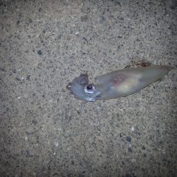 秋アオリ4回目!!!今回は『アジ時々アオリ』