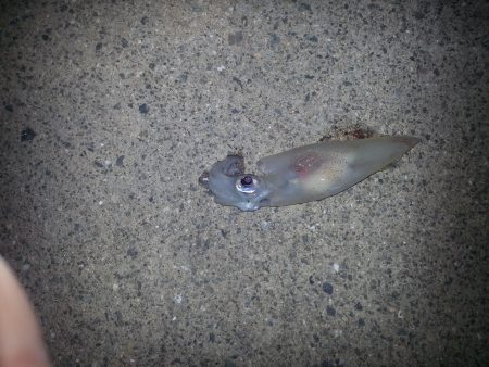 秋アオリ4回目!!!今回は『アジ時々アオリ』