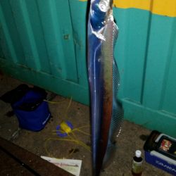 エサ&ワインドで渋い中頑張りました！