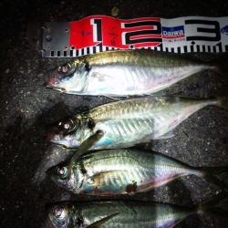 尺超え、アジング！