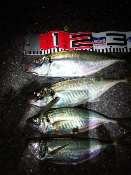 尺超え、アジング！