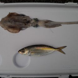 ソルトゲーム３目達成！？