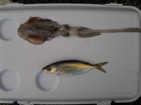 ソルトゲーム３目達成！？