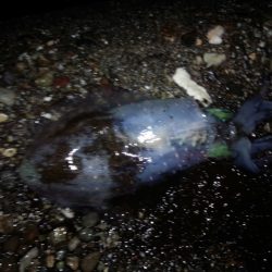 まだまだ、小さい！