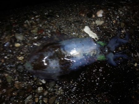 まだまだ、小さい！