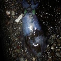 まだまだ、小さい！