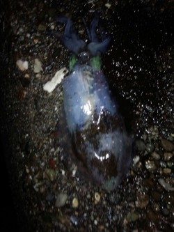 まだまだ、小さい！