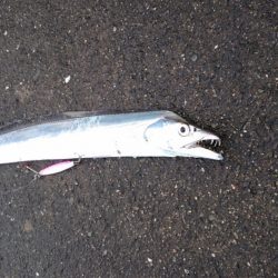 ダイソージグでタチウオ！