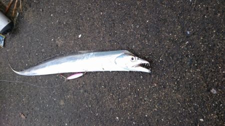 ダイソージグでタチウオ！