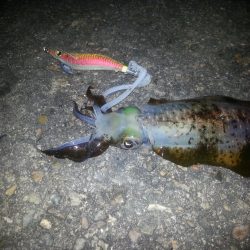 激流ベランダエギング