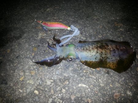 激流ベランダエギング