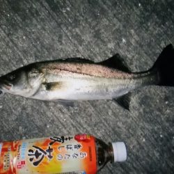 シーバスゲット！