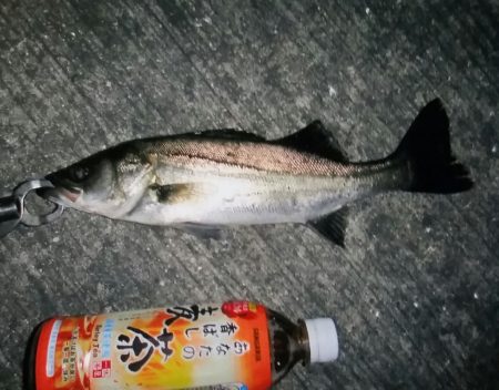 シーバスゲット！