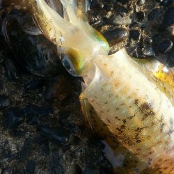 秋アオリ６回目!!!今回は『よる年波は…』