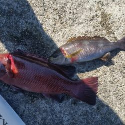 和歌山フカセ釣行