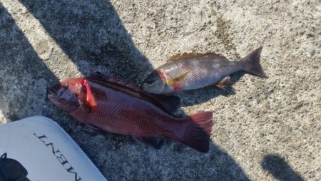 和歌山フカセ釣行