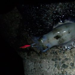 久し振りに釣れたよー