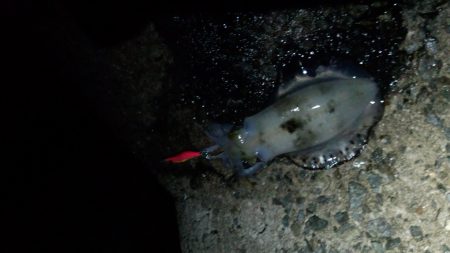 久し振りに釣れたよー