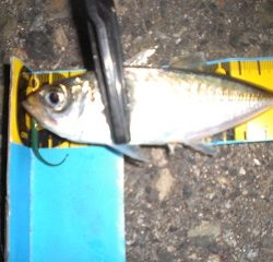 シーズン初アジゲット