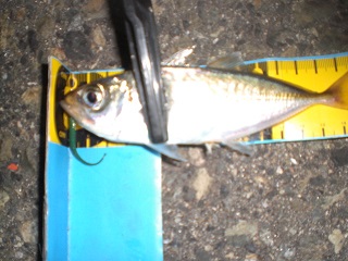 シーズン初アジゲット