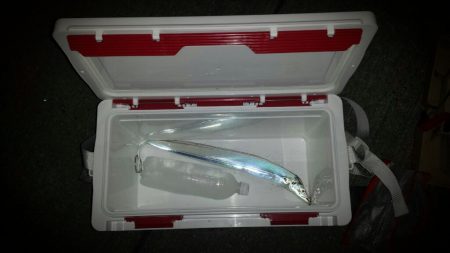 大物逃したタチウオ釣行