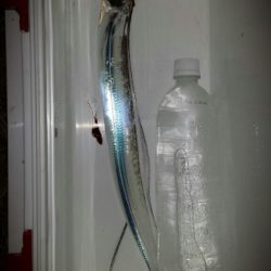 早朝のタチウオ