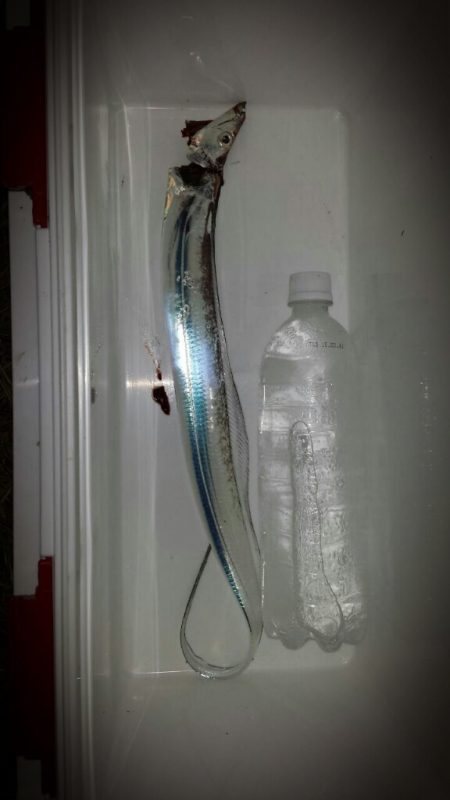 早朝のタチウオ