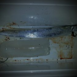 タチウオ少しサイズアップ