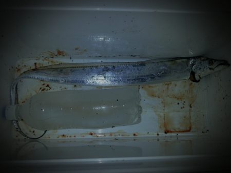 タチウオ少しサイズアップ