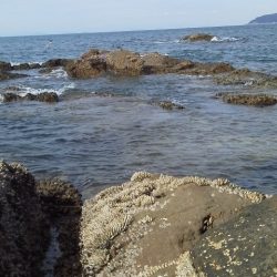 グレ33cm・・・・イサキ4匹・・・・アイコ゛二匹・・・