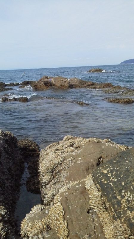 グレ33cm・・・・イサキ4匹・・・・アイコ゛二匹・・・