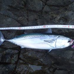 冲磯チャレンジ