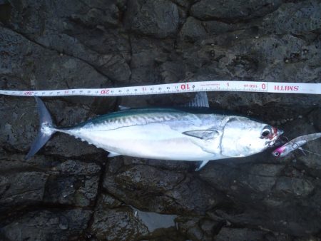 冲磯チャレンジ