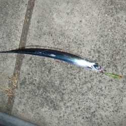 シーバス狙いのはずが・・・