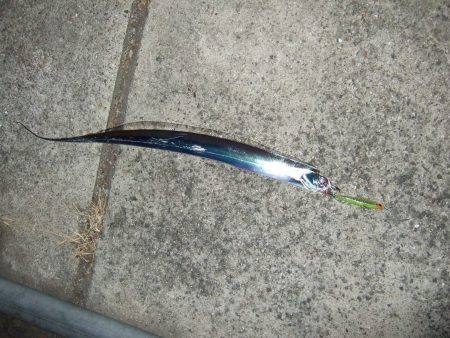 シーバス狙いのはずが・・・