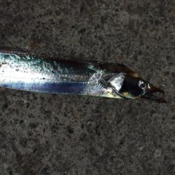 渋かった・・・。