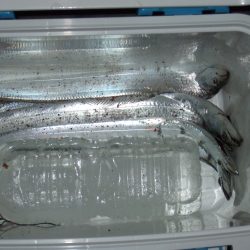 きょうはまずまずの釣果