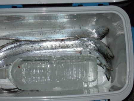 きょうはまずまずの釣果