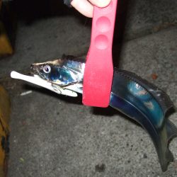 今日はそこそこ釣れました