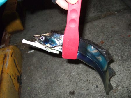 今日はそこそこ釣れました