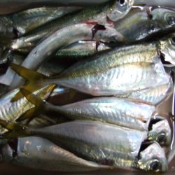 待ちに待った太刀魚は…