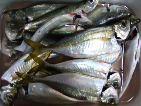 待ちに待った太刀魚は…