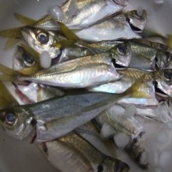 アジ、キス、鯛、などなどいろいろ釣れました。