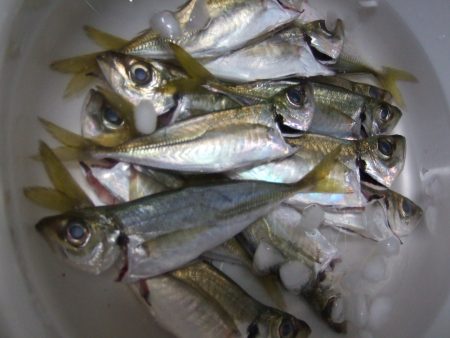 アジ、キス、鯛、などなどいろいろ釣れました。