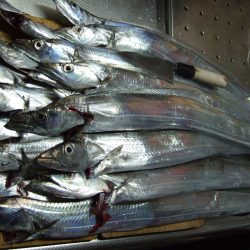 太刀魚、釣れました。