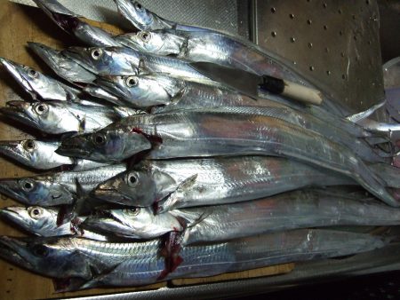 太刀魚、釣れました。