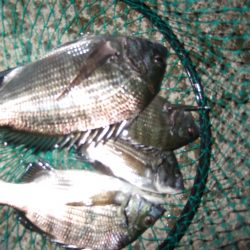 ひさしぶりの紀州釣り。